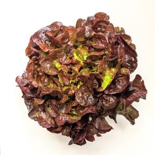 Salat - kraus rot
