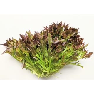 Salat - Salanova Crispy rot