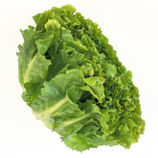 Salat - Endivie glatt