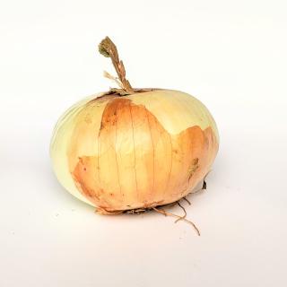 Zwiebel - Gemüsezwiebel gelb ca. 550g/Stück