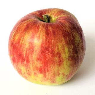 Apfel - Gravensteiner neue Ernte
