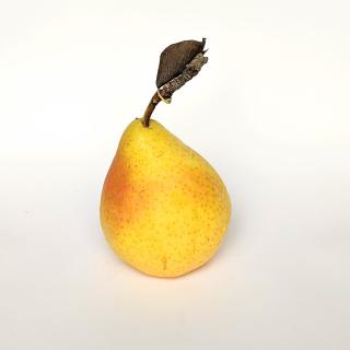 Birne - Guyot neue Ernte
