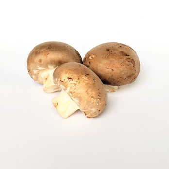 Pilze - Steinchampignons