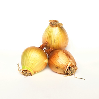 Zwiebel - gelb
