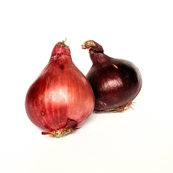 Zwiebel - rot